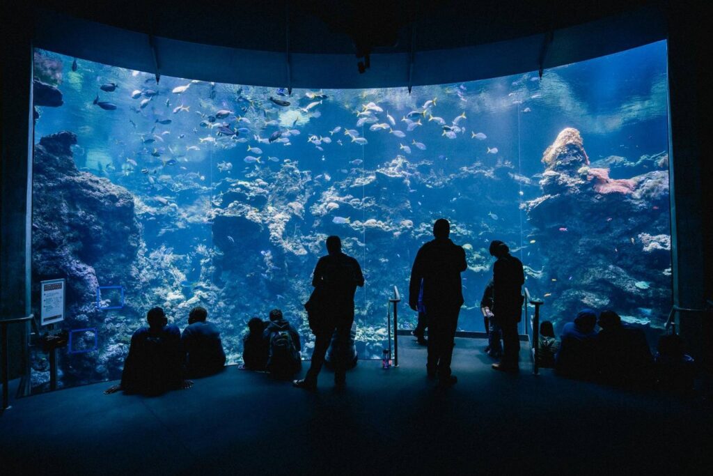 Aquarium of the Pacific: Complete Visitor Guide for 2026 aquarium of the pacific